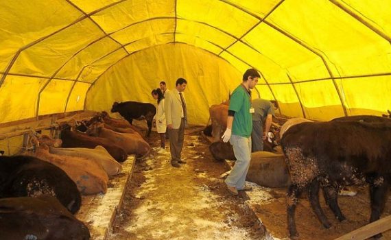 Besi büyükbaş Hayvan Barınak çadırı